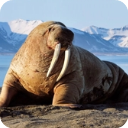 7163银河模拟器最新版下载-7163银河模拟器安卓版下载v1.1.9